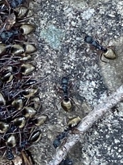 Dolichoderus scabridus