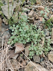 Forsskaolea tenacissima