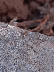 Plagiolepis alluaudi