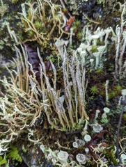 Cladonia cornuta