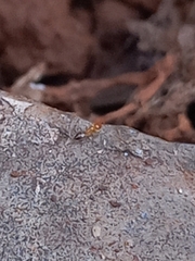 Plagiolepis alluaudi