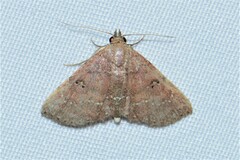 Cerynea punctilinealis