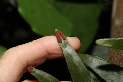 Pyrrosia confluens