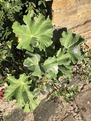 Malva arborea
