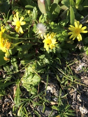 Senecio leucanthemifolius