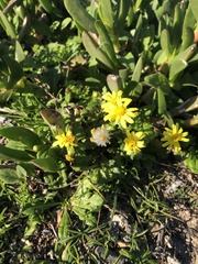 Senecio leucanthemifolius