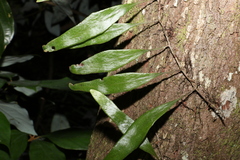 Pyrrosia confluens