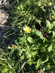Senecio leucanthemifolius