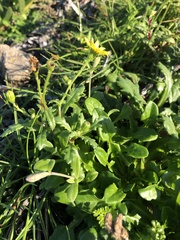 Senecio leucanthemifolius