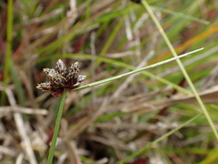 Isolepis diabolica