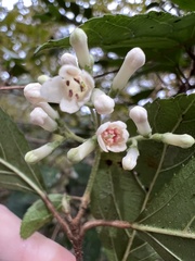 Viburnum taitoense
