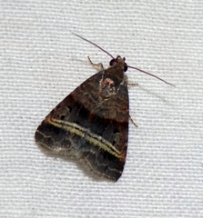 Ozarba punctigera
