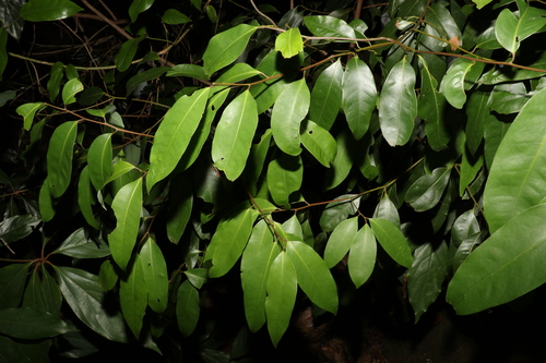 Image of Cryptocarya glaucescens by (c) Greg Tasney, some rights reserved (CC BY-SA)