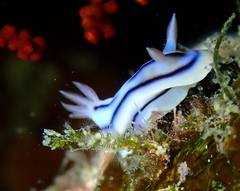 Chromodoris lochi