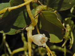 Cuscuta reflexa