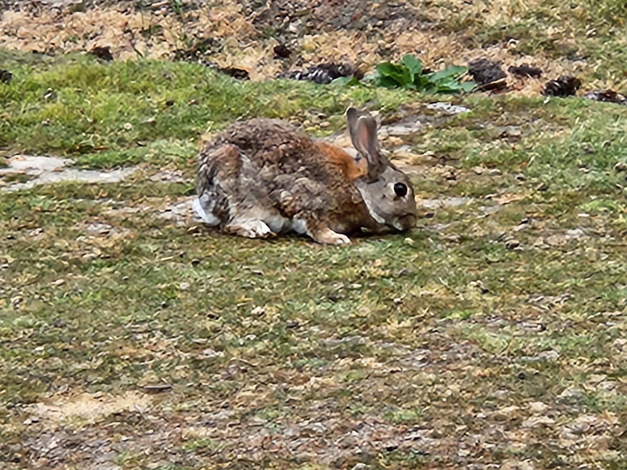 Oryctolagus Cuniculus (Linnaeus, 1758)