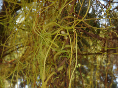 Cuscuta reflexa