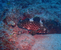 Epinephelus maculatus