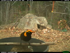 Sericulus chrysocephalus