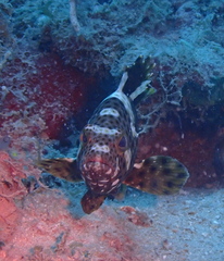 Epinephelus maculatus