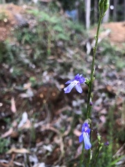 Lobelia gibbosa