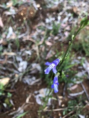 Lobelia gibbosa