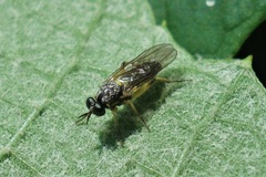 Solva marginata