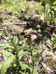 Gamochaeta americana