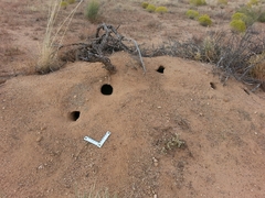 Dipodomys spectabilis