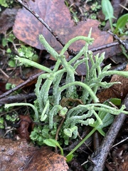 Cladonia subulata