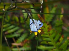 Dianella tasmanica