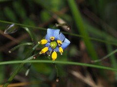 Dianella tasmanica