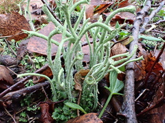 Cladonia subulata