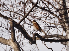 Turdus eunomus