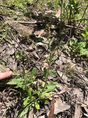 Gamochaeta americana