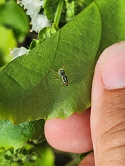 Cosmophasis micarioides