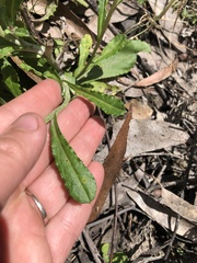 Gamochaeta americana