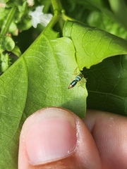 Cosmophasis micarioides