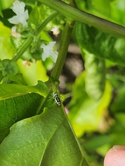 Cosmophasis micarioides