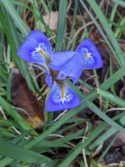 Iris unguicularis
