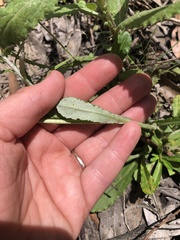 Gamochaeta americana