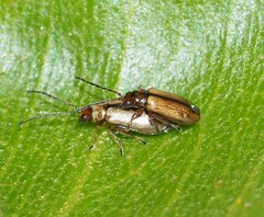 Monolepta
