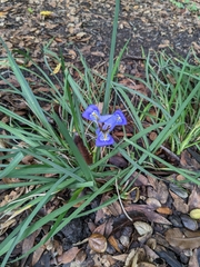 Iris unguicularis