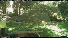 Leucosarcia melanoleuca