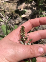 Gamochaeta americana