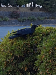 Corvus macrorhynchos japonensis