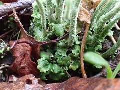 Cladonia subulata