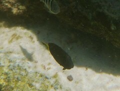 Acanthuridae