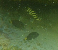 Acanthuridae