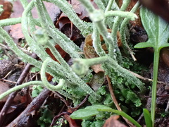 Cladonia subulata